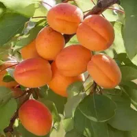زردالو قجیر قنات مناسب برای لرستان