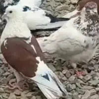 چند عدد کفتر ساعتی بالا
