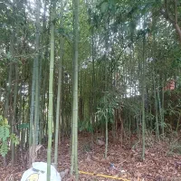 نی خیزران . لوله