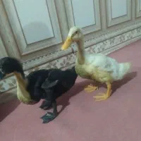 اردک|حیوانات مزرعه|اهواز, کوی علوی|دیوار