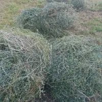 یونجه باغی