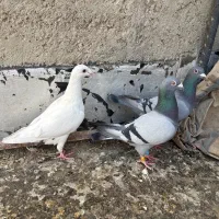 کفتر  ارزون