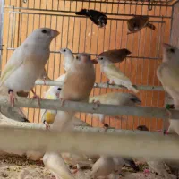تعدادی جوجه فنچ گلدین