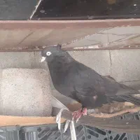 دوعدد زاغ چش نر اماده جفت زدن