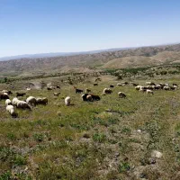 گوسفند داشتی وعده