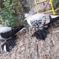 کبوتر ،سولان،زیبا ،عتیقع،قشنگ