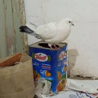 کفتر به شرط پرش بالای ۸ ساعت