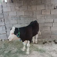 گوساله|حیوانات مزرعه|بدره, |دیوار