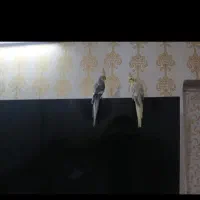 جفت عروس پاریس