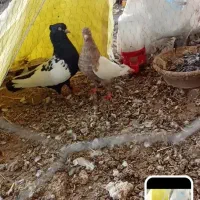 کبوتر کله ای سینه