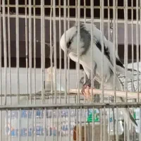 قناری نر