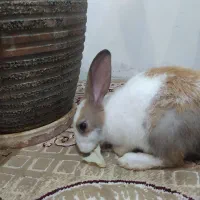 خرگوش