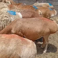 میش چینی