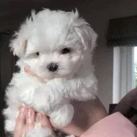 پرورش تخصصی نژاد مالتیز اصیل