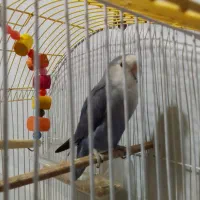 طوطی کوتوله