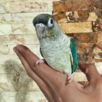 جوجه گرینچیک تراکوییس یلوساید