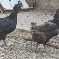 مرغ ایام سمانی
