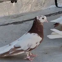 یک جفت دم سفید
