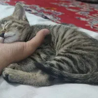 گربه|گربه|داراب, |دیوار