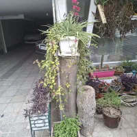 حراج|گل و گیاه طبیعی|تهران, حر|دیوار