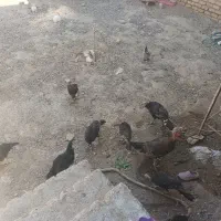 بوقلمون