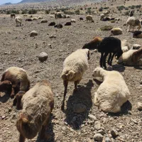 میش|حیوانات مزرعه|حسن آباد, |دیوار