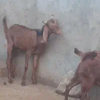 فروش‌بز‌غاله