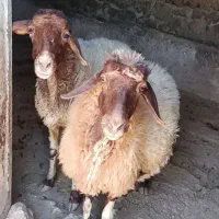 دو راس گوسفند آبستن