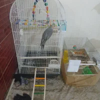 عروس هلندی مست ماده