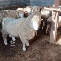 گوسفند نژاد ایلدوفرانس