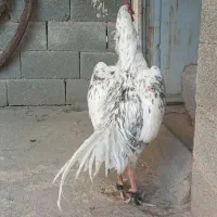 خروس لاری