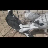 کبوتر هفترنگ