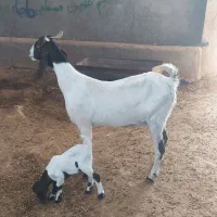 بز زاییده