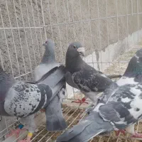 کبوتر