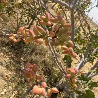 خریدار پسته کالک