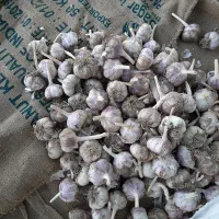 سیر