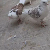 گم شده|پرنده|یزد, |دیوار