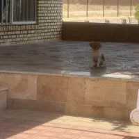 فروش توله سگ