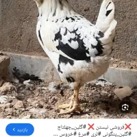 تخم مرغ گلین نطفه دار