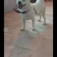 سگ گم شده