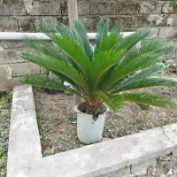 گیاه سیکاس