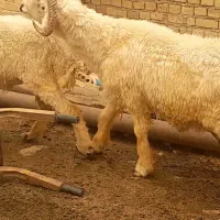 قوچ  بختیاری