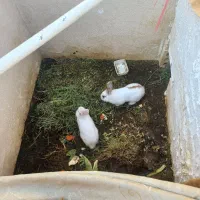 خرگوش نرو ماده