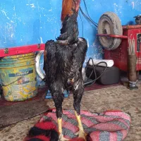 فروش