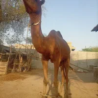 شترنر|حیوانات مزرعه|بندرعباس, |دیوار