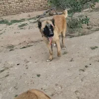 کوچوک|سگ|تایباد, |دیوار