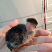 جوجه ۲روزه گلین چهل تاج