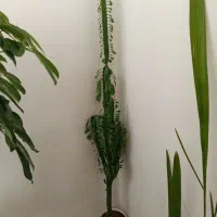 گل طبیعی