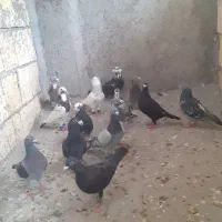 کبوتر|پرنده|مشهد, امیر المومنین|دیوار