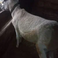 الاغ
